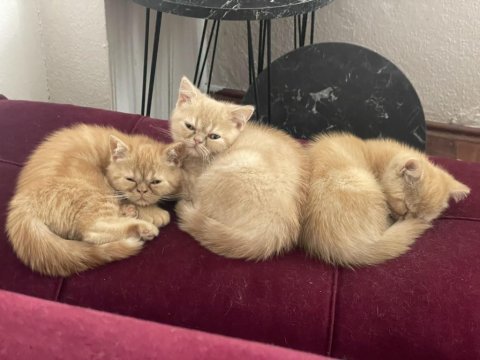 2 aylık exotic shorthair yavrular