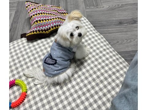 Kar topu gibi eğitimli yavru köpekler
