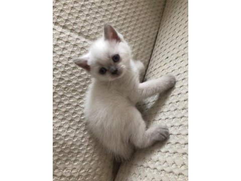 Blue point beyaz british shorthair