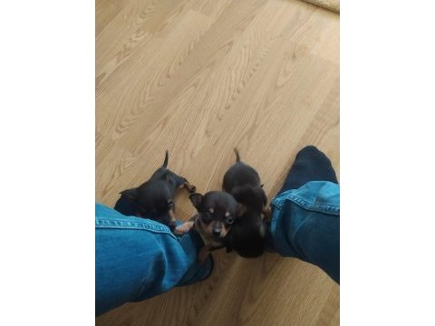 Pinscher yavru satılık aşıları tam