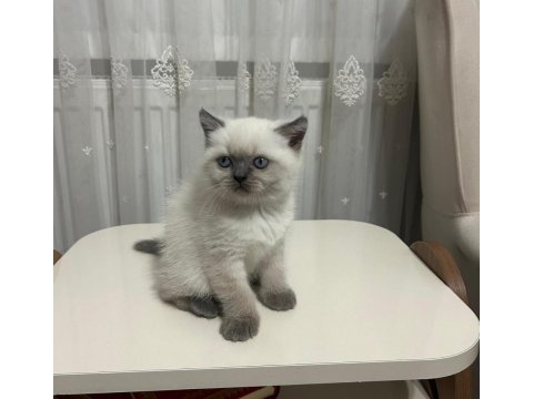 Blue point erkek ve dişi kedilerimiz