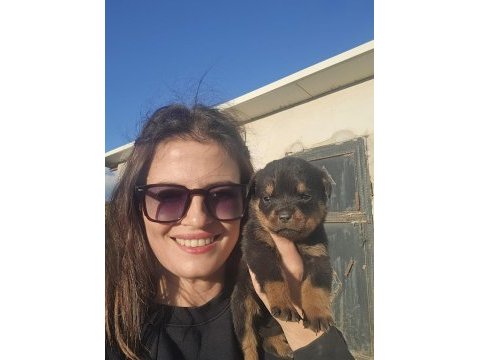 Onlar dünya şampıyonu rottweiler torunları
