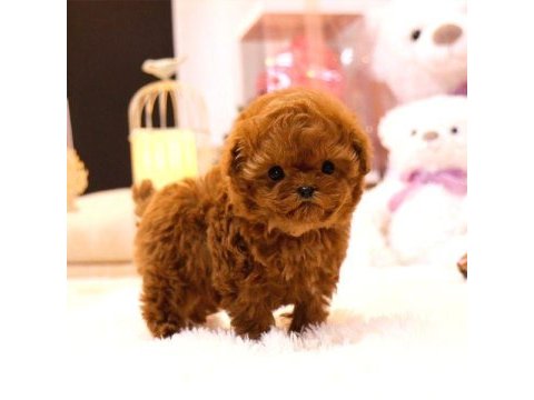 Kore poodle bebeklerim