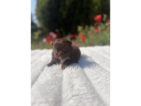 Çikolata uzun tüylü dişi şivava