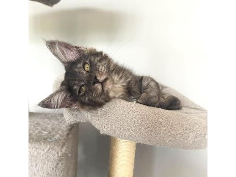Wcf üyesi grand design catteryden black smoke maine coon