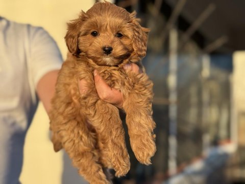 Petmode köpek çiftliğinde ziyarete açık kore maltipoo