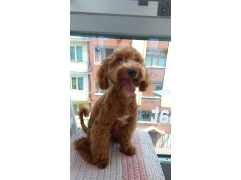 5 aylık maltipoo