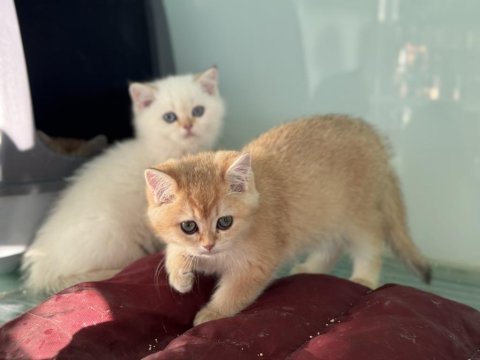En güzel beyaz mavi gözlü british shorthair yavrular
