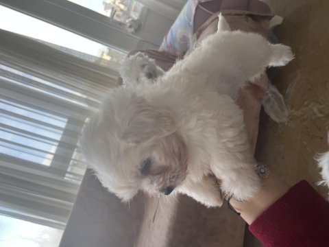 Korekan maltese terrier