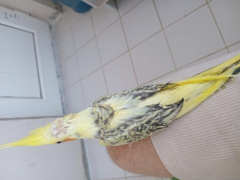Yavru sultan papağanı bebekler