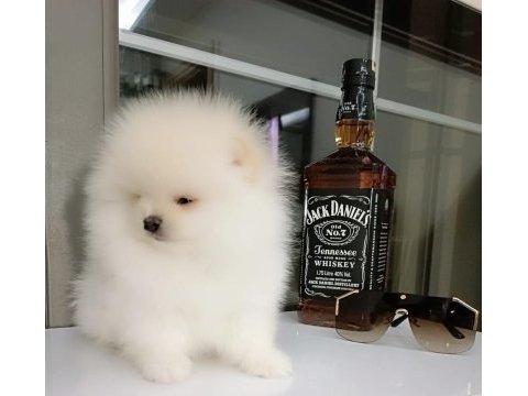 Sevimli 60 günlük pomeranian boo