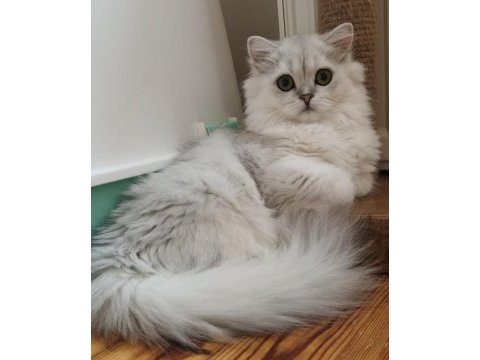 Scottish straight longhair ns 11 dişi