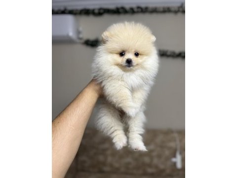 Pomeranian kar beyaz yavrularımız ped eğitimli