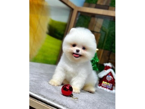 Pomeranian boo teacup