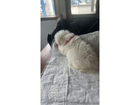 Muhteşem güzellikte show kalite maltese terrier yavruları