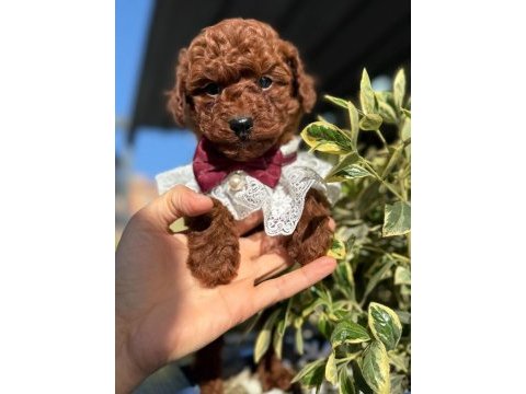 Sevimli poodle yavruları