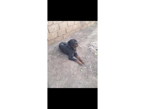 Alan koruması üst seviyede rottweiler