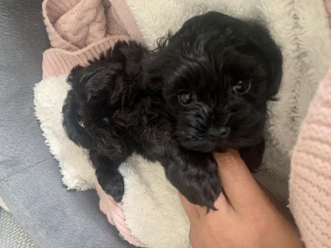 Poodle ayarında maltipoo tüy dökmez koku yapmaz uyguna