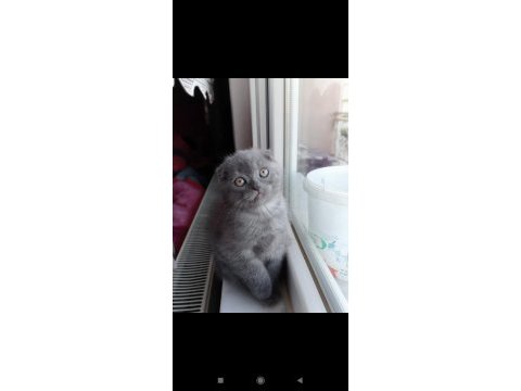 Erkek kırık kulak koca kafa scottish fold yavrumuz