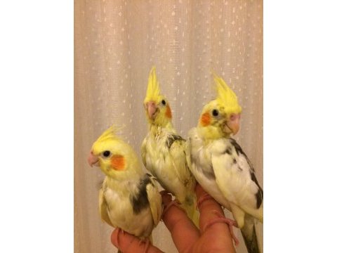 Yeni yeme düşen süt bebek papağanlar 1 aylıklar evcil sultan