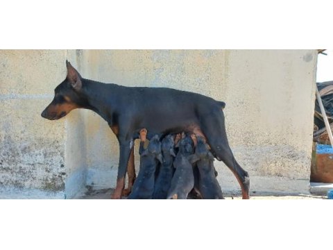 Teslime hazır doberman ilk aşısı yapıldı