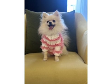 Güzel pomeranian kızım