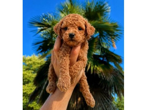 Premium redbrown toy poodle yavruları