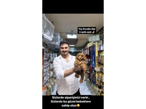 30 cm altı garantili toy poodle