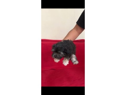 Teslime hazır yavru köpekler