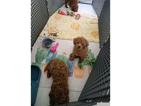Efsane poodle yavrularım ev ortamında