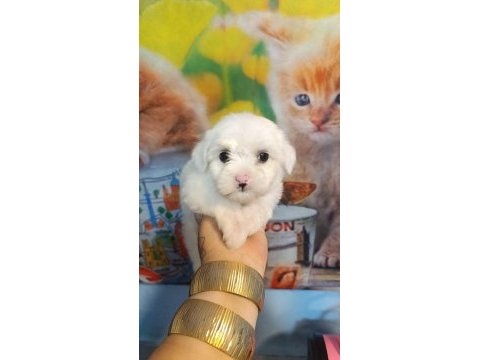 Yavru maltese köpekler