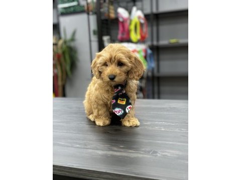 Kıvır kıvır koyu maltipoo yavrular