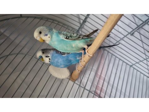 2 adet muhabbet kuşu