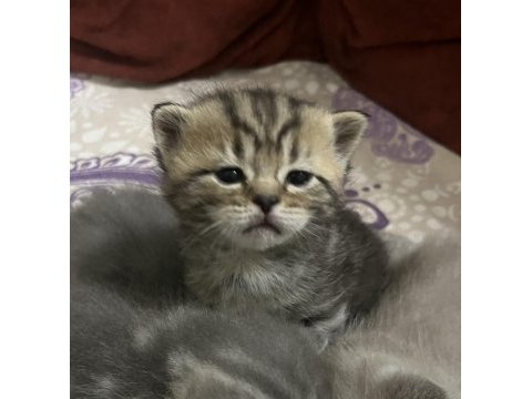 Golden tabby yavru kedimiz