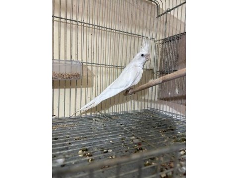 Kusursuz damızlık albino erkek sultan papağanı
