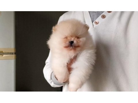 Orijinal pomeranian boo