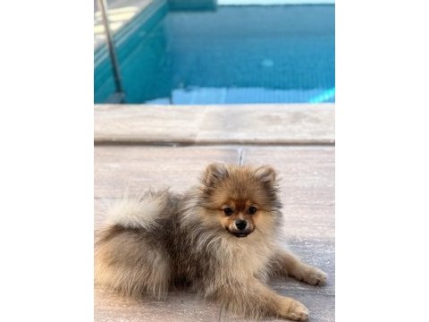 Pomeranian boo köpeği