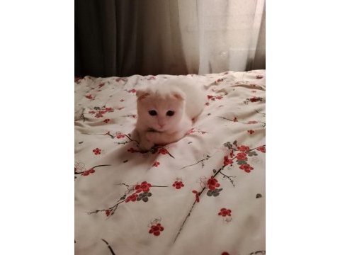 Scottish fold erkek kedimiz