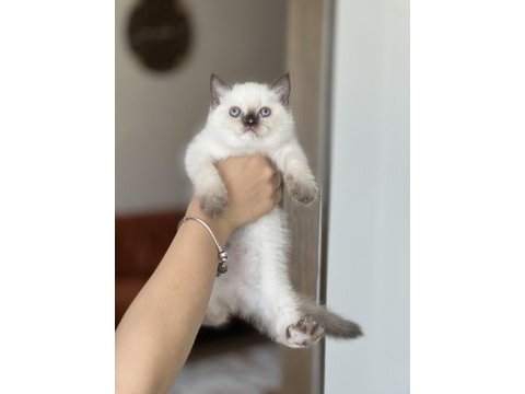Güzel surat british shorthair red point
