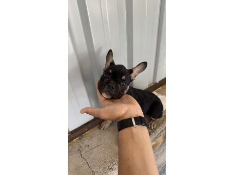 Black tan renk 3.5 aylık french bulldog