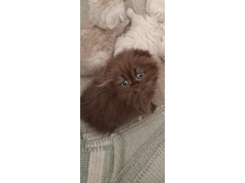 British longhair 55 günlük