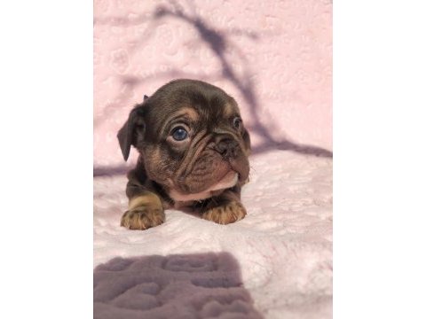 Choco and tan ve choco çikolata tadında french bulldog