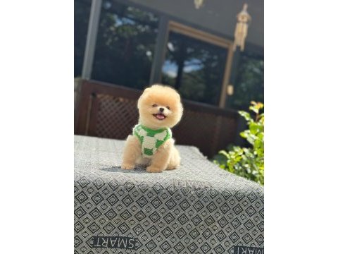 Sağlık ve ırk garantili pomeranian boo yavru