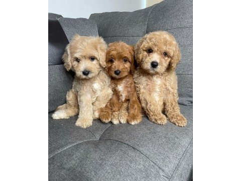 Maltipoo cinsi yavrular 0 numara