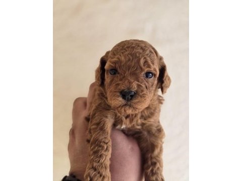 Safkan toy poodle yavruları