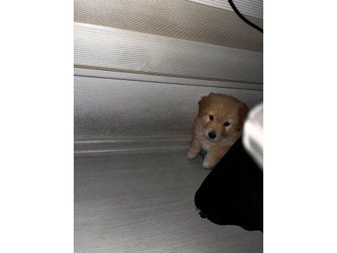 Dişi yavru golden retriever yavrum sahiplendirilecektir