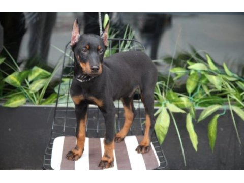 Kalite doberman yavrular