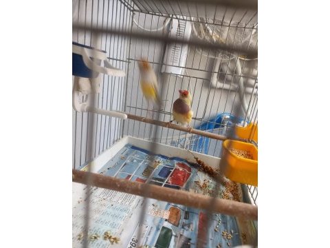 Goldian finch hazır takımlar