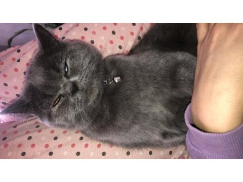 10 aylık erkek british longhair