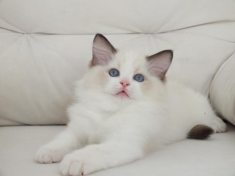 Full şecereli ragdoll yavruları